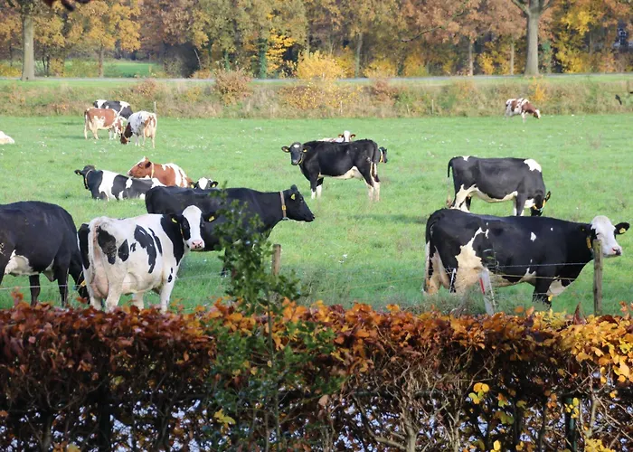 Even Heukelom - 4 Отель типа 